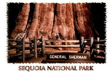 Postcard featuring photo of General Sherman Tree.