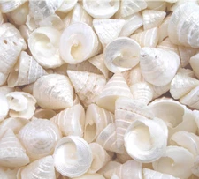 Set of 50 Small Pearl Among Pong Shells (1/2-3/4") Beach Arts & Crafts Decor 