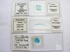 3 Vintage Microscope Slide.  Privet, Lime, Cabbage with Clubroot. by N.B.S.