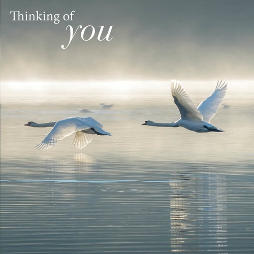 Eco-Friendly With Sympathy / Thinking of You Greeting Cards - Flowers - Picture 14 of 14