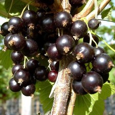 Black Diamond schwarze Johannisbeere sehr große Beeren 50 cm Fußstamm 80-120 cm 