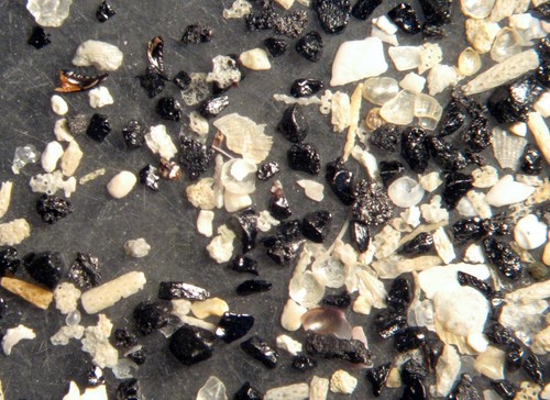 Holoceno Océano Atlántico foraminíferos ostracodo microfósil Colección 14 muestras - Imagen 6 de 12