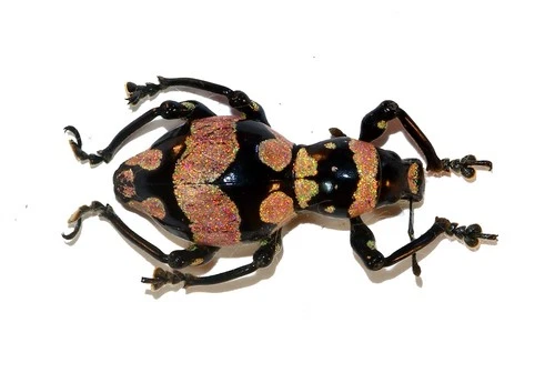 COLEOPTERA, CURCULIONIDAE PACHYRRHYNCHUS NIISATOI from PHILIPPINES