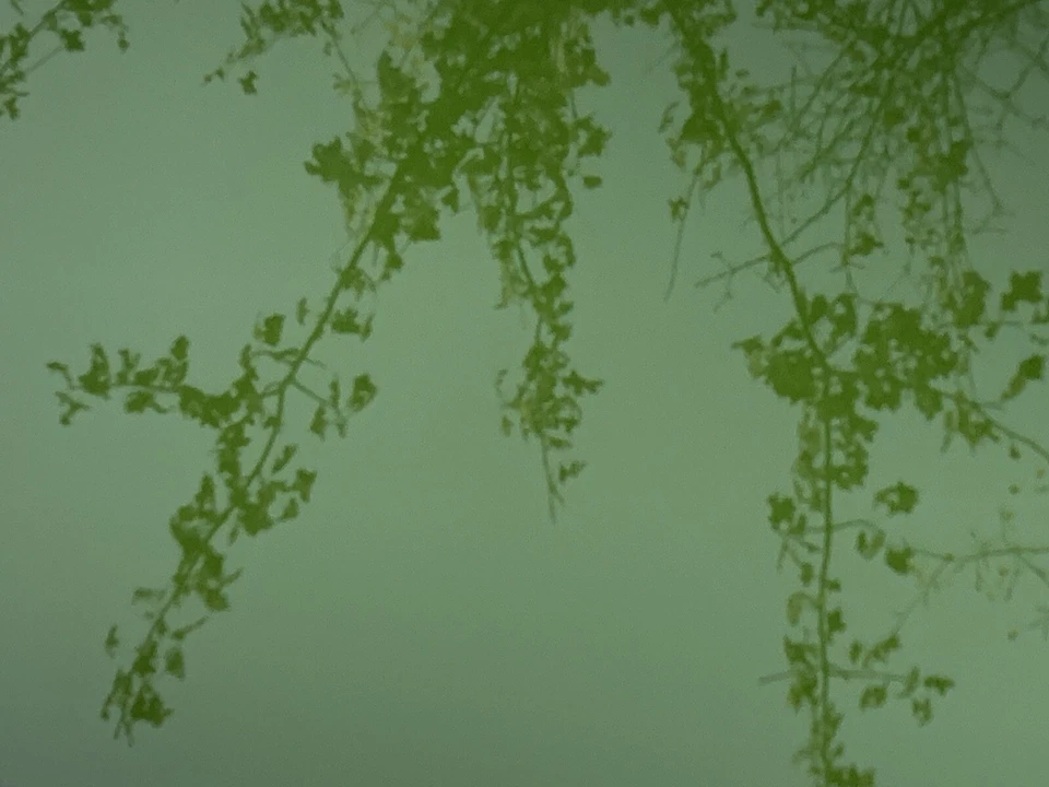 Ford Taurus X 2005-2019 techo corredizo techo corredizo vidrio Ford Flex 2010-2019 techo corredizo OEM Foto 4 de 4