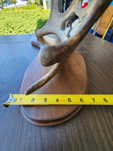 Moose Antler Carving - Lone Bull - "Majesty" by Kimberly Barhaug - Picture 15 of 15