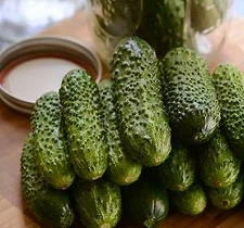 Cucumber Gherking    100 seeds