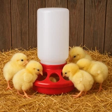 Little Giant Chicken Chick 1 QT Plastic Feeder Set / Water Set / Replacement