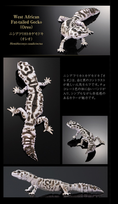 The Diversity of Life on Earth Advance Selected Edition 02 Gecko