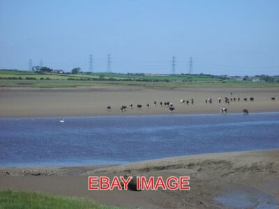 PHOTO  RIVER LUNE COWS COME DOWN TO THE WATERS EDGE ON A VERY HOT DAY. 2009