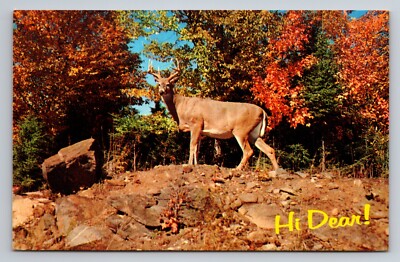 Hi Dear! White Tailed Deer Buck Wisconsin Dells Vintage Unposted Postcard