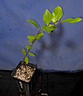 Eugenia sp. "Arandanos" — photo 2