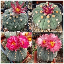 Astrophytum asterias Shinshowa x  Akabana 10s...