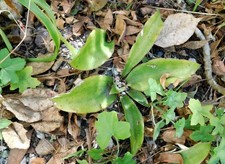 SANSEVIERIA SUBSPICATA or snake plant Strong healthy plants.