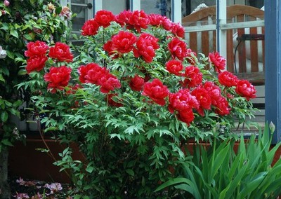 Paeonia × suffruticosa 5 Samen | Baumpfingstrose | winterharter Zierstrauch blühender Strauch