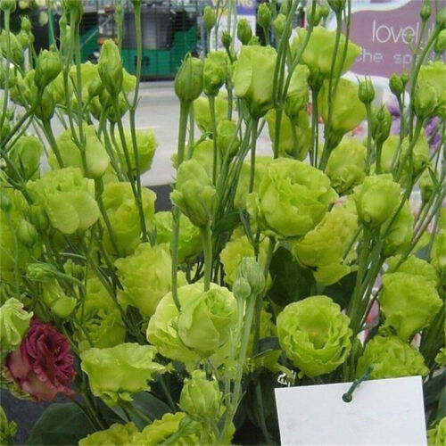 300 Stück Eustoma Grandiflorum Samen Outdoor Blumensamen Garten Hof DekoSeeds - Afbeelding 7 van 24