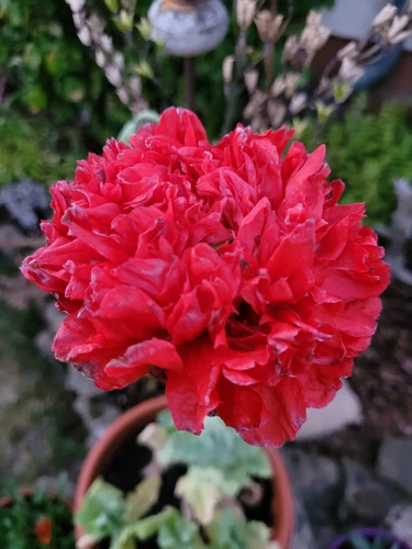 PAPAVERO ROSSO - ""SCARLET PEONY"" - FIORI DENSAMENTE RIEMPITI - PAPAVER SOMNIFERUM-100 SEMI