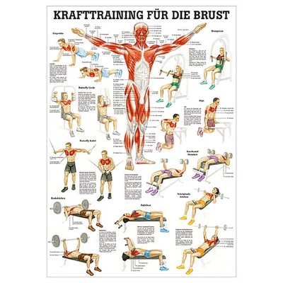RÜDIGER-ANATOMIE GMBH Mini-Poster "Krafttraining Brust", Muskelaufbau, Fitness, Bodybuilding, 34x24 cm