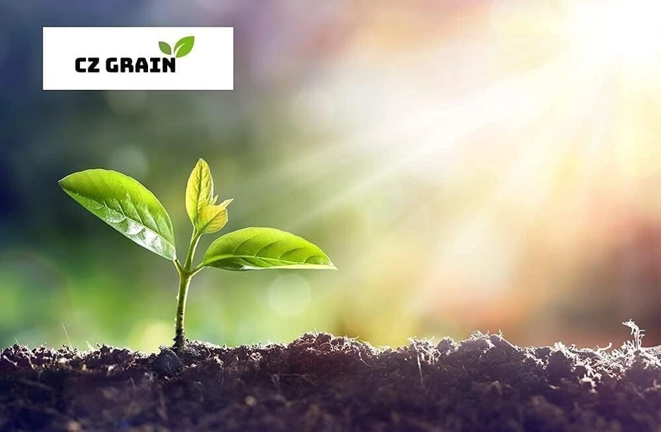 Esquejes de plantas de cola de caballo para crecer - Equisetum - Gran característica acuática, estanque Koi Foto 2 de 2