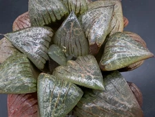 Succulent- Haworthia hybrid No.10-2/2025, Seed Grown