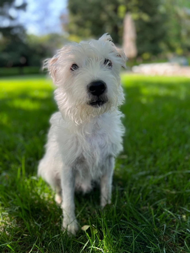 5 1/2" Sunbonnet Sue Redwork & MORE Quilt Block Pattern EMBROIDERY CRAFT JANUARY - Image 3 of 3