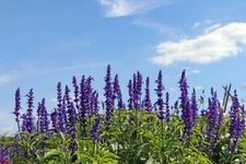 150 BLUE SAGE SEEDS | SALE FREE SHIPPING NON GMO