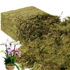 35 OZ Large Fresh Green Moss for Plants Indoor Potted Plants Craft Decoration
