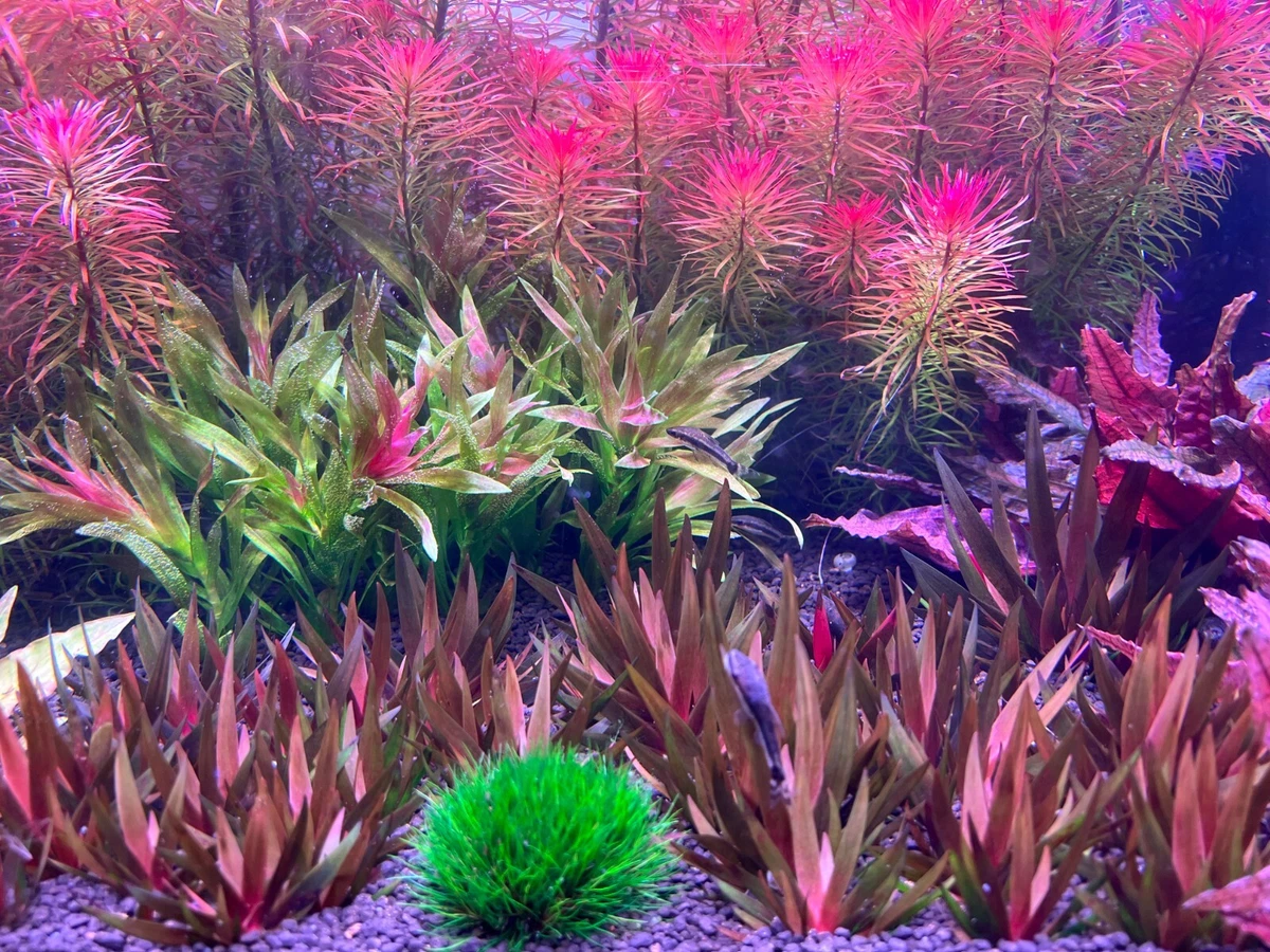 Ebay Aquarium Plants