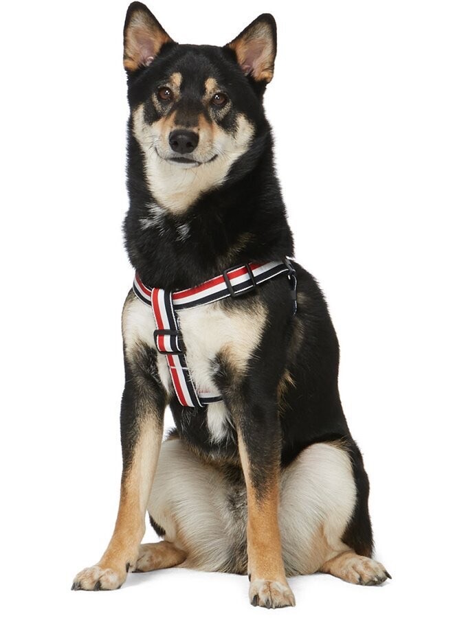 トムブラウン 犬用ハーネス
