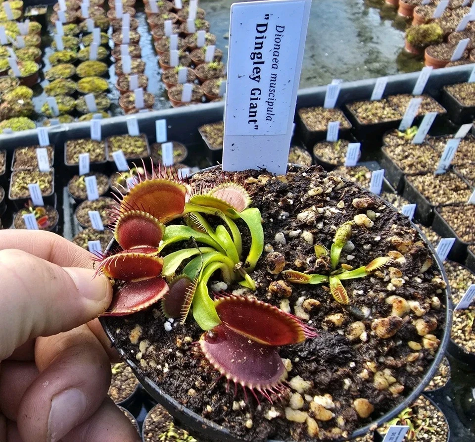 Dionaea muscipula "Dingley Giant", fleischfressende Pflanzen, Venusfliegenfalle - Bild 1 von 1
