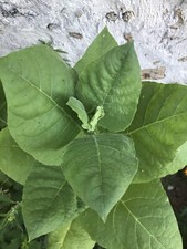 2000 Graines De Tabac Virginia (bio)