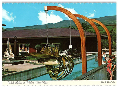 Whale Skeleton & Tile Map Whalers Village World Of Whales Maui Postcard