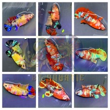 Live Betta Fish HMPK Female Koi Galaxy Multiple Color Good for Sorority/Breed