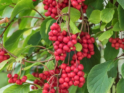 Schisandra chinensis Extrakt Pulver | Schisandra Beeren Kräuterextrakt