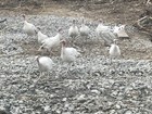 12 Royal Palm Turkey hatching eggs — photo 5