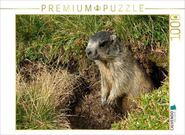 Calvendo Puzzle The Vigilant Marmot | 1000 Pieces, Finished Size 25.2 × 18.9 In-image