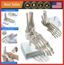 Life-Size Human Foot & Ankle Skeleton Model, Fully Articulated for Study