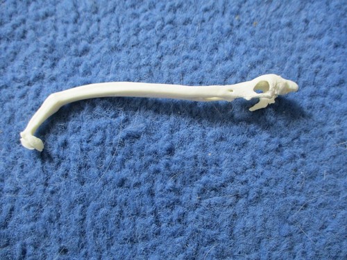 Real Raccoon Baculum Penis Unique BROKE & HEALED oddity RARE FREAK CANCER? K2