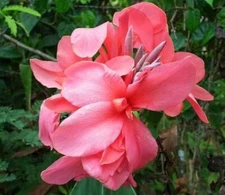 Pink Canna Lily