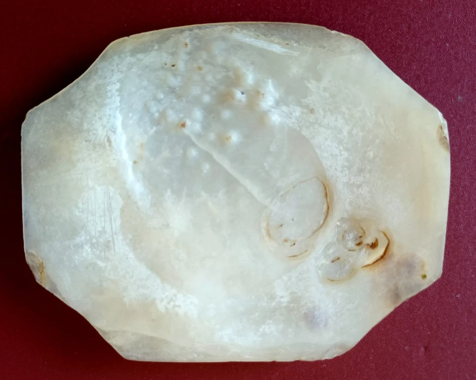 madreperla antica placca ottagonale scolpita a mano - Immagine 4 di 4