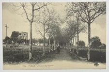 Frejus L'Avenue de Cannes Vintage Postcard