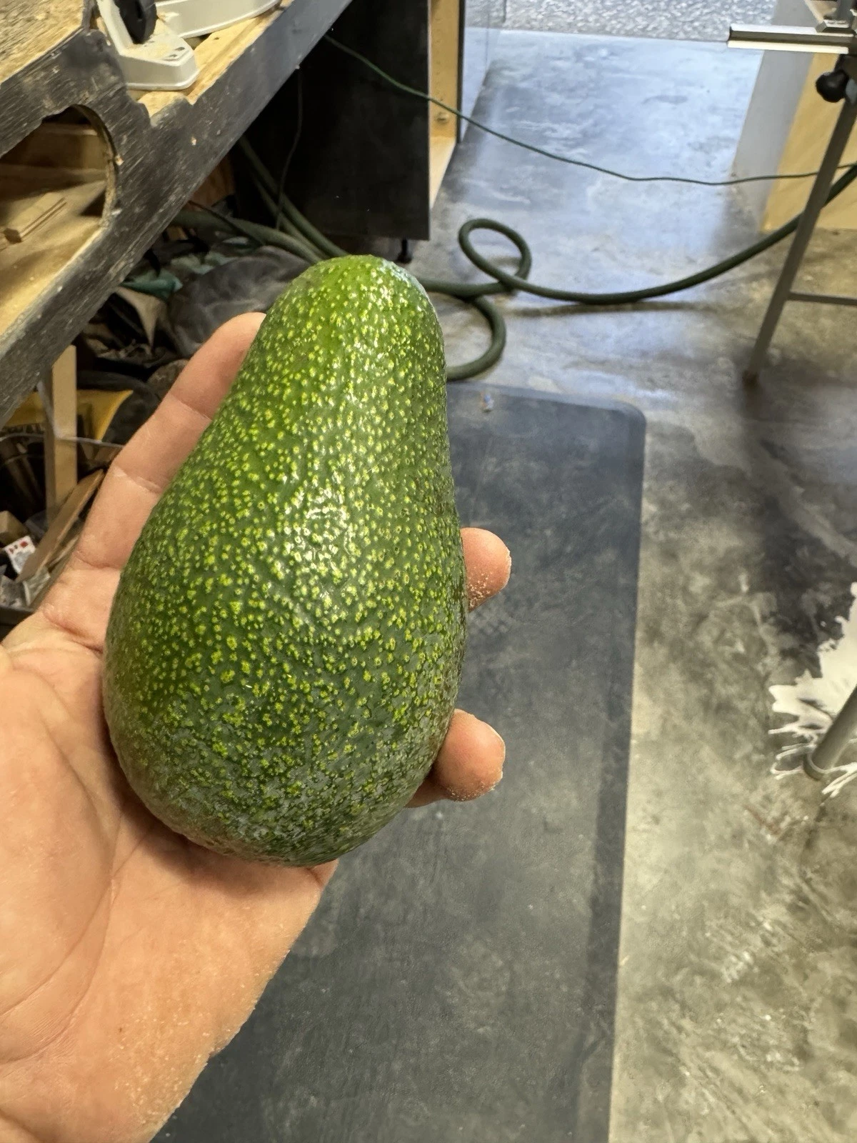 California AVOCADO SCION CUTTING FOR GRAFTING. (4 Pieces)
Opens in a new window or tab
