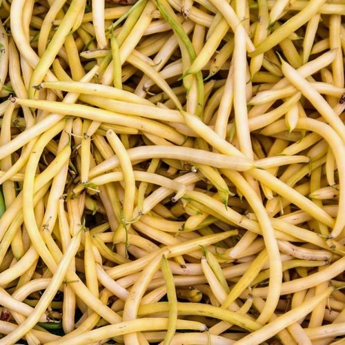 Beans Top Notch Golden Wax (Bush snap, wax type) eBay