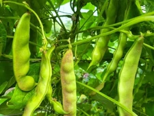 20 Meaty Greasy Bean Seeds 大老灰油豆角