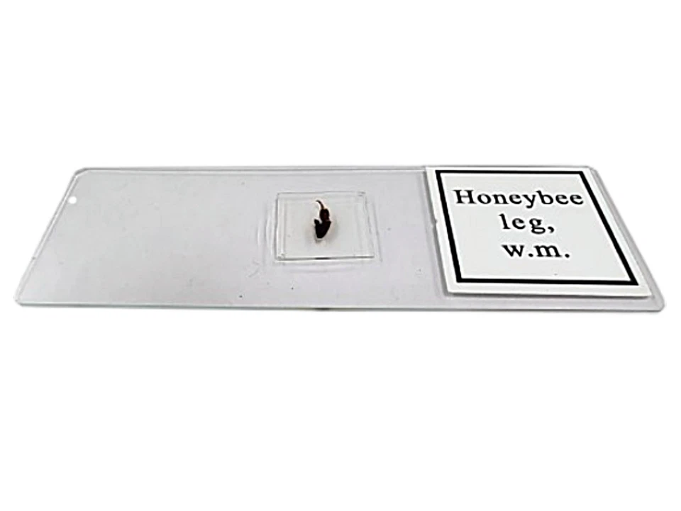 Barska 100 Pc Set Prepared Microscope Glass Slides in Wooden Box for Science Lab - Image 3 of 4