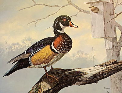 NEW Wood Duck Print by David Maass - Hunting - Cabin - Lodge