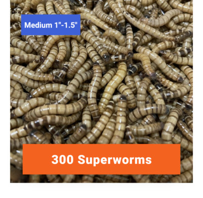 300 MEDIUM SUPERWORMS 1''-1.5''   -   Free Shipping, Live Arrival Guarantee  