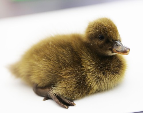 12 Khaki Campbell Duck Hatching Eggs