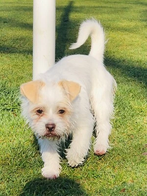 Maltese Shih Tzu X Chihuahua 5 Months Old Puppy Dogs Puppies Gumtree Australia Darebin Area Alphington 1256764685