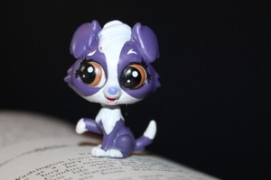 lps border collie