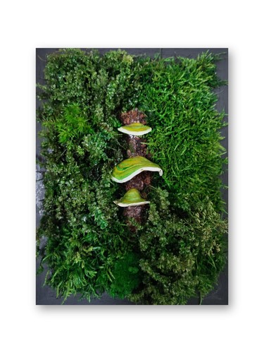 Handmade Preserved Moss with Green Polypore Mushrooms Wall Art in Black Frame - Picture 15 of 15